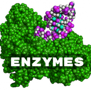 Enzyme là gì? Những thông tin có thể bạn chưa biết