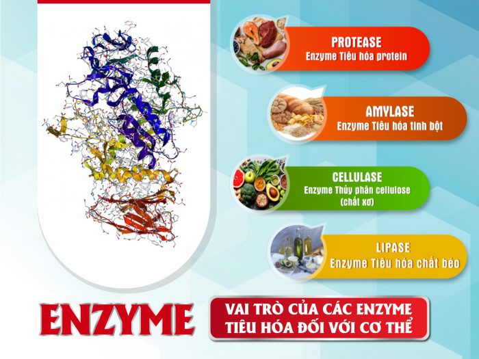 Các loại enzyme tiêu hóa và vai trò của nó